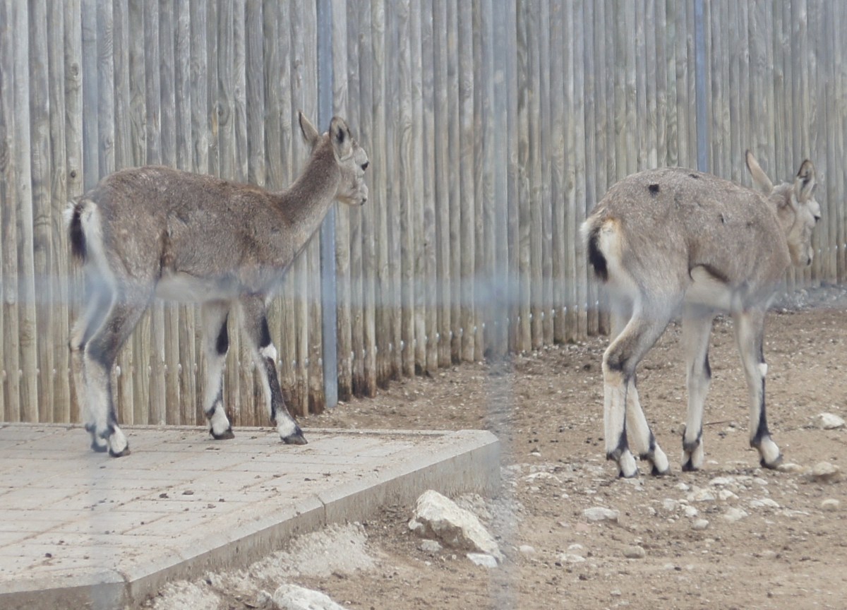 Китайский голубой баран. Pseudois nayaur szechuanensis.  Таллиннский зоопарк. 
