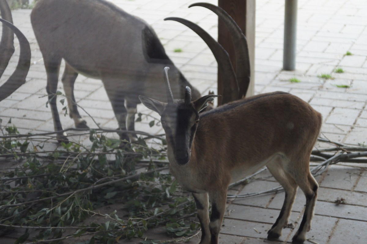 Критский бородатый или безоаровый козёл. Capra hircus (aegagrus) cretica.  Таллиннский зоопарк. 