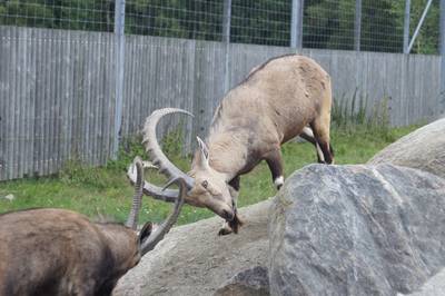 Таллиннский зоопарк