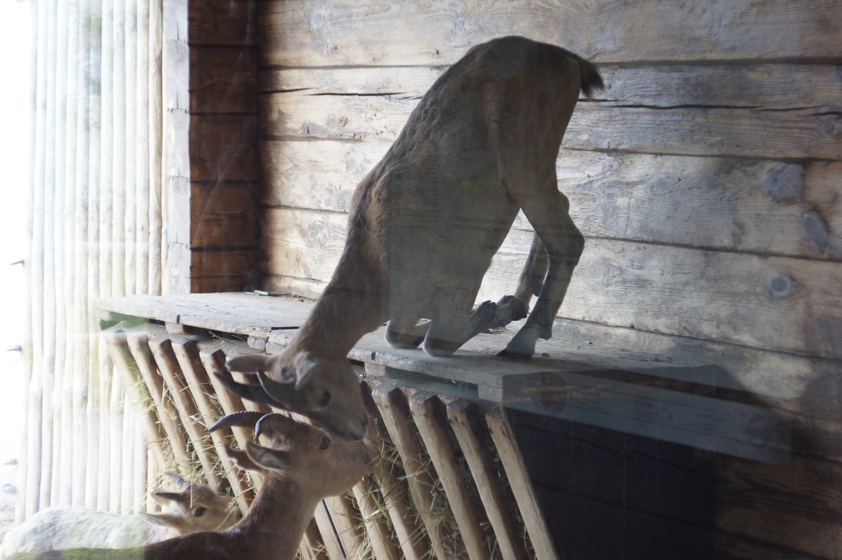 Кубанский тур или западнокавказский тур. Capra caucasica.  Таллиннский зоопарк. 