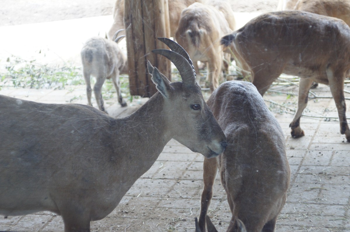 Кубанский тур или западнокавказский тур. Capra caucasica.  Таллиннский зоопарк. 