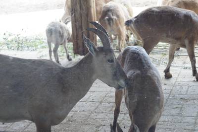 Таллиннский зоопарк