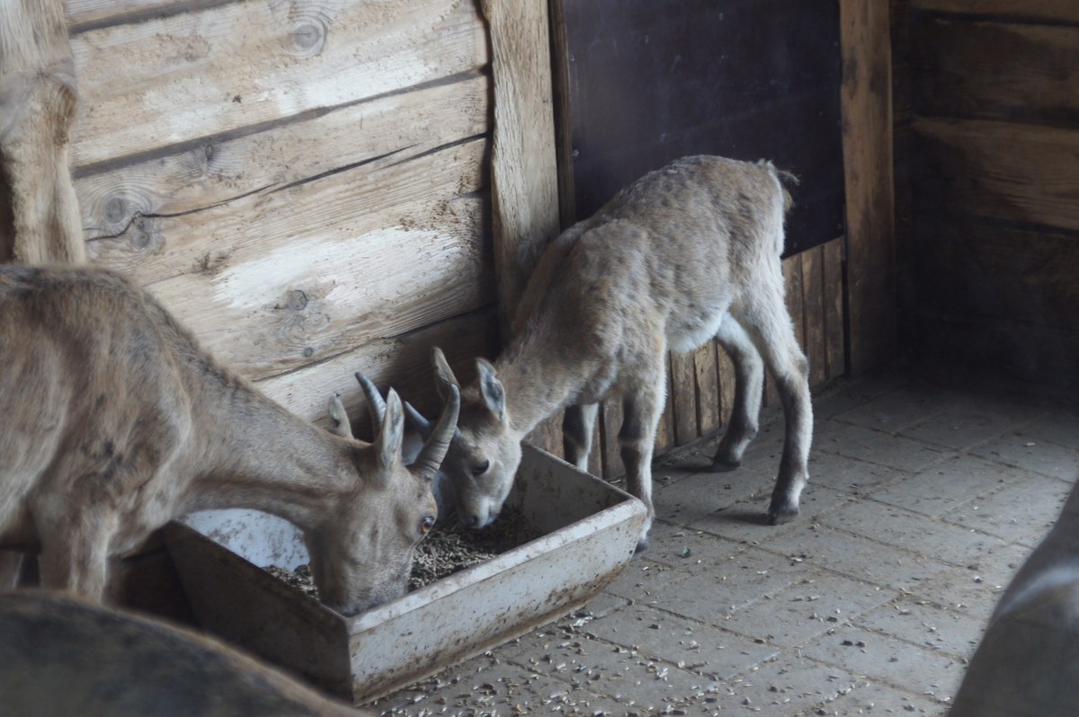 Кубанский тур или западнокавказский тур. Capra caucasica.  Таллиннский зоопарк. 