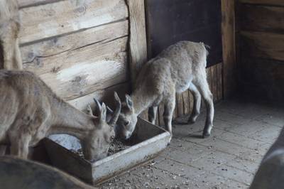 Таллиннский зоопарк