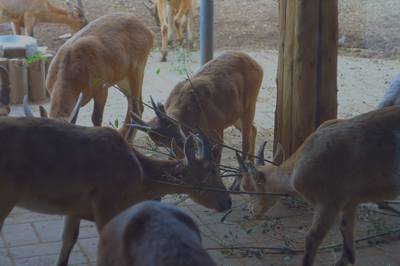 Таллиннский зоопарк