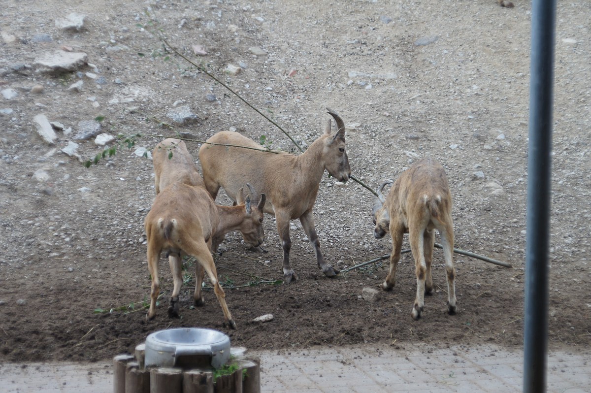 Кубанский тур или западнокавказский тур. Capra caucasica.  Таллиннский зоопарк. 