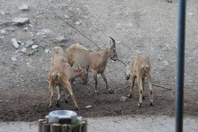 Таллиннский зоопарк