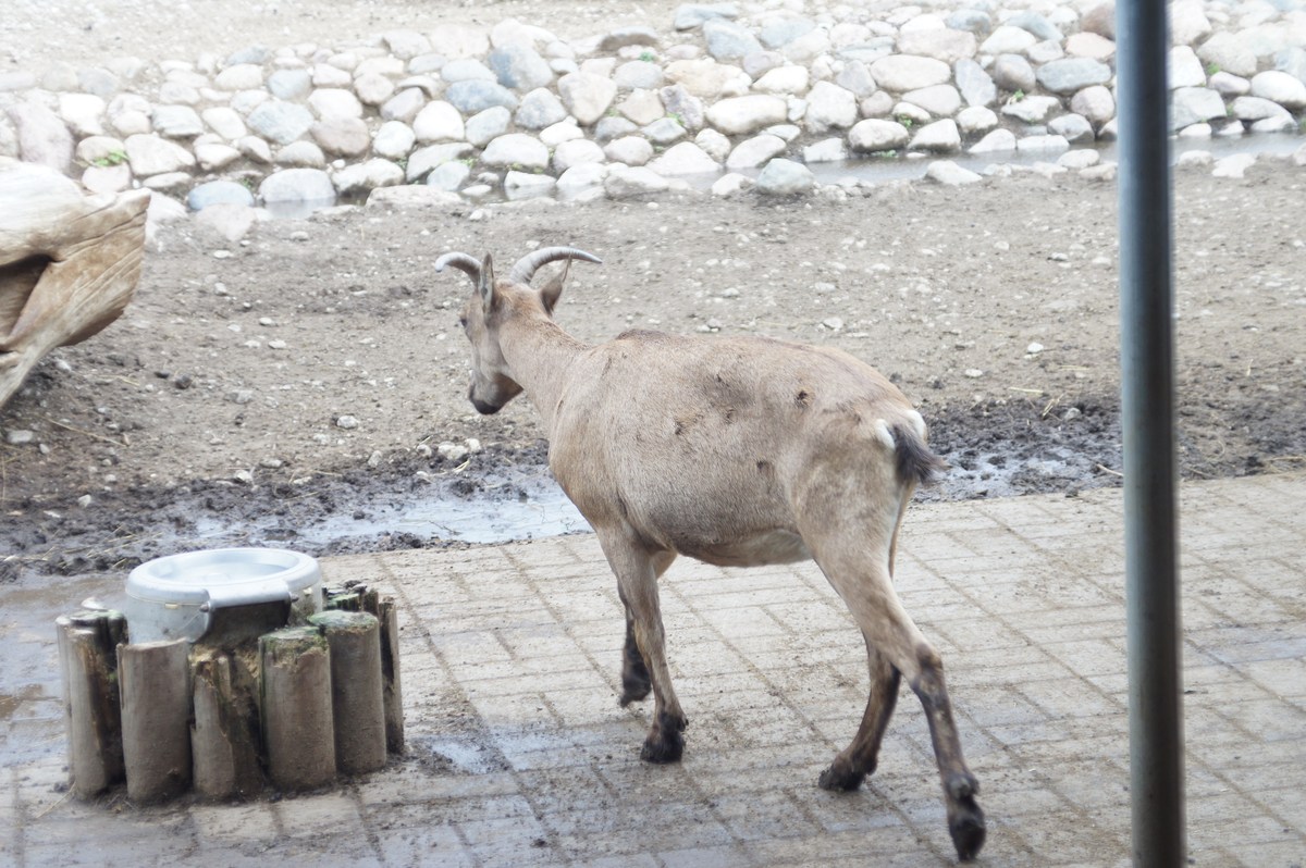 Дагестанский или восточнокавказский тур. Capra cylindricornis.  Таллиннский зоопарк. 