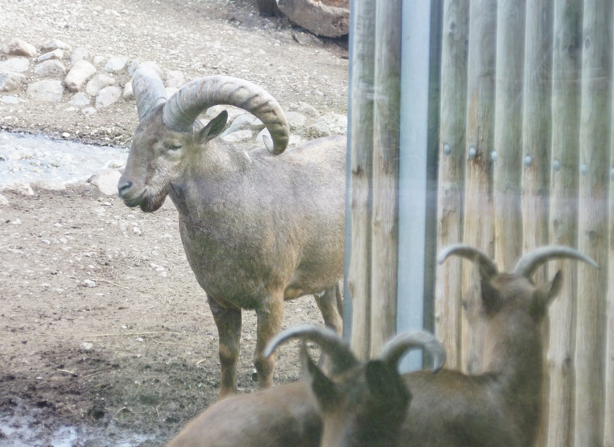 Дагестанский или восточнокавказский тур. Capra cylindricornis.  Таллиннский зоопарк. 