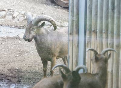 Таллиннский зоопарк