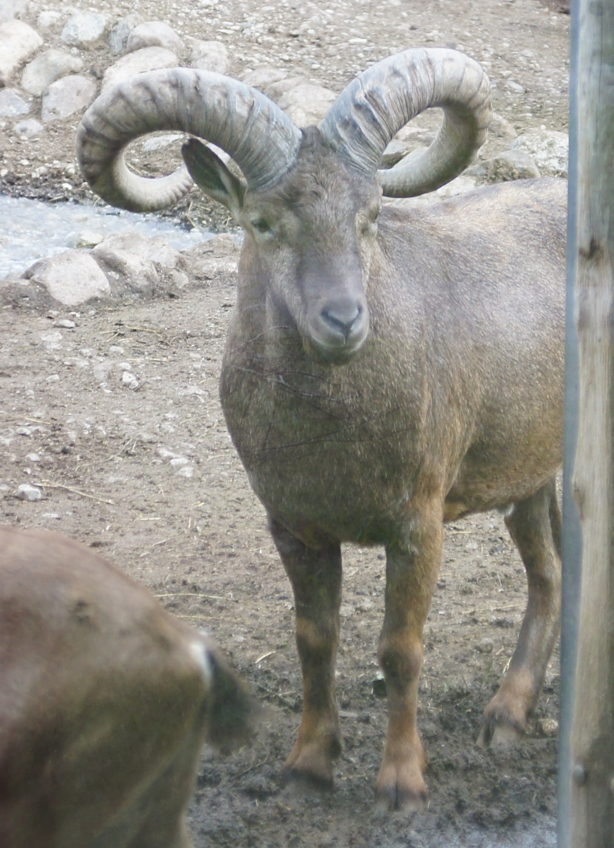 Дагестанский или восточнокавказский тур. Capra cylindricornis.  Таллиннский зоопарк. 