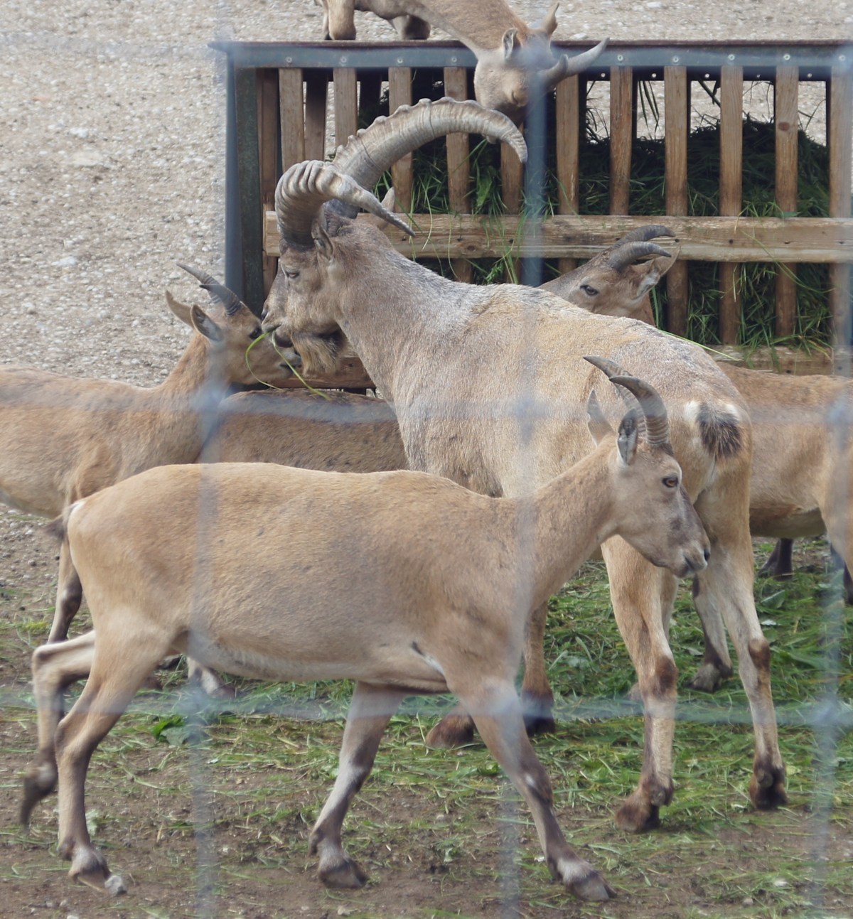 Нубийский горный козёл. Capra nubiana.  Таллиннский зоопарк. 