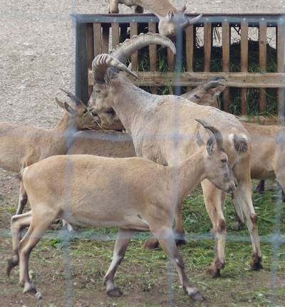 Таллиннский зоопарк