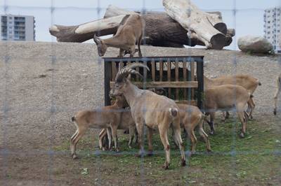 Таллиннский зоопарк