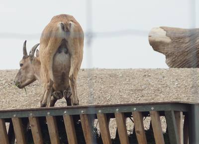 Таллиннский зоопарк