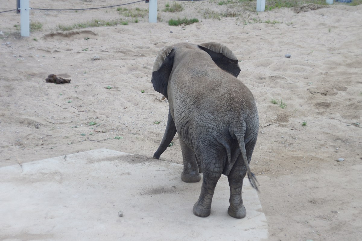 Африканский слон. Loxodonta africana.  Таллиннский зоопарк. 