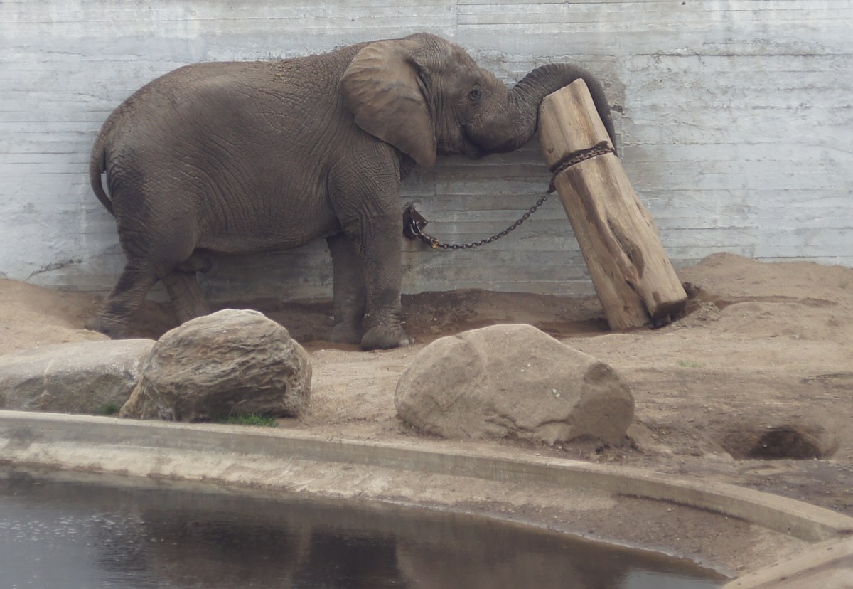 Африканский слон. Loxodonta africana.  Таллиннский зоопарк. 