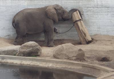 Таллиннский зоопарк