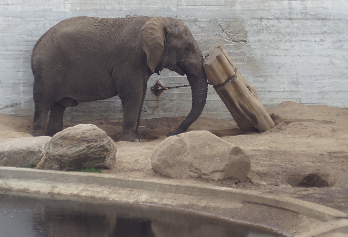 Африканский слон. Loxodonta africana.  Таллиннский зоопарк. 