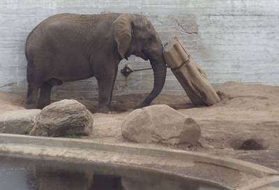 Таллиннский зоопарк