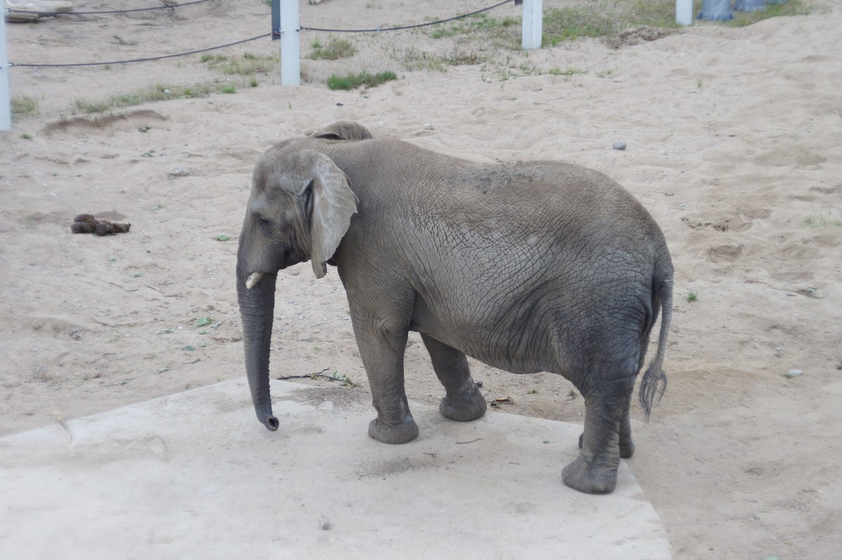 Африканский слон. Loxodonta africana.  Таллиннский зоопарк. 