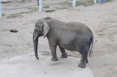 Таллиннский зоопарк