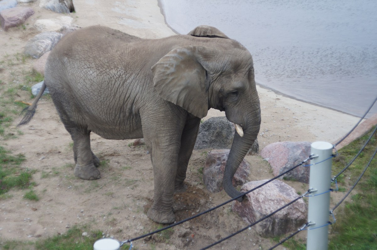 Африканский слон. Loxodonta africana.  Таллиннский зоопарк. 