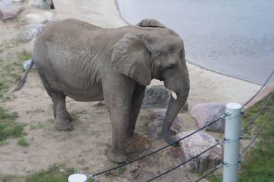 Таллиннский зоопарк