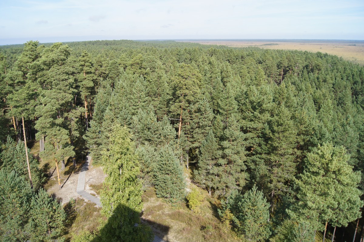 Пейзаж, вид сверху.  Смотровая вышка Толкузе. Tolkuse vaatetorn.