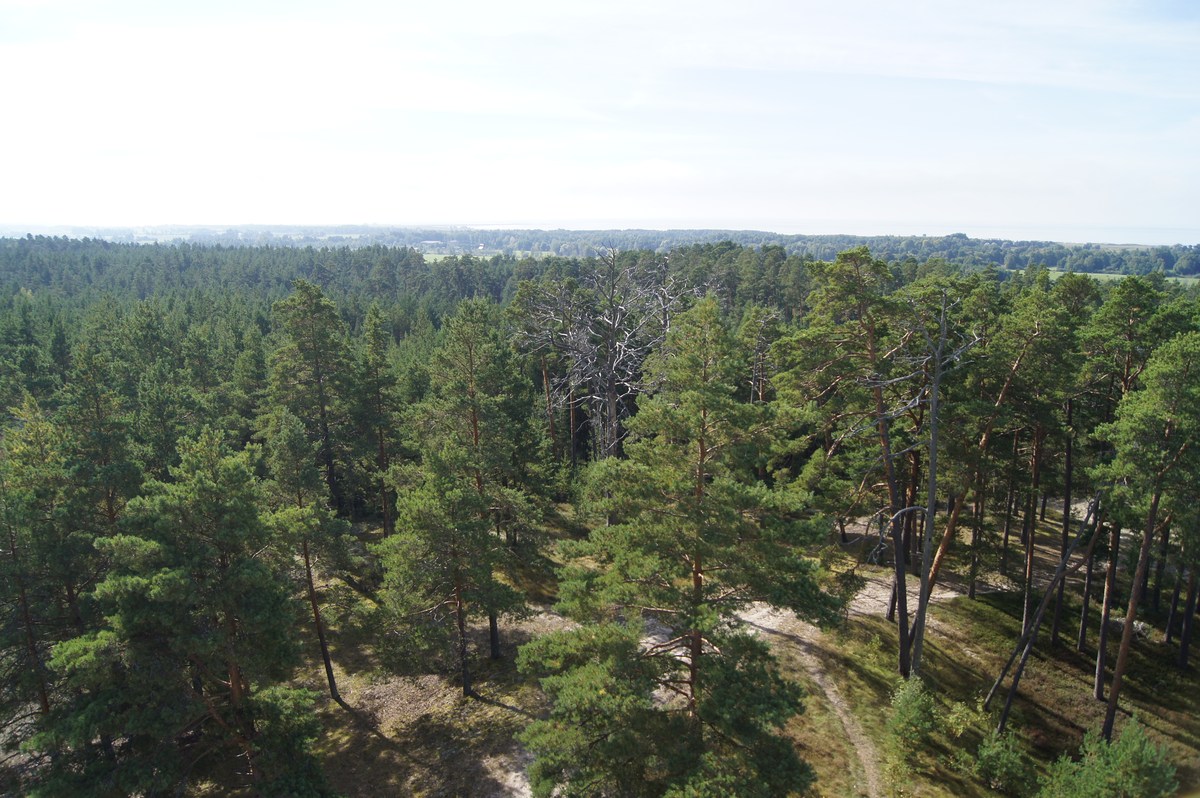 Пейзаж, вид сверху.  Смотровая вышка Толкузе. Tolkuse vaatetorn.