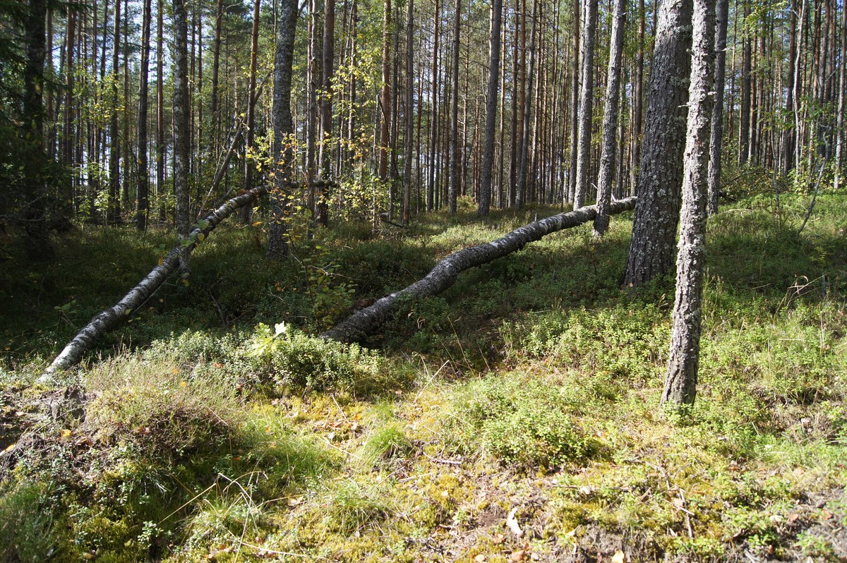  Место для костра Пертлиметса. Pertlimetsa lõkkekoht.
