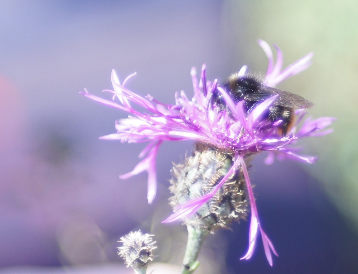  Шмель и цветок.