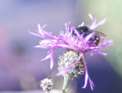 Шмель и цветок
