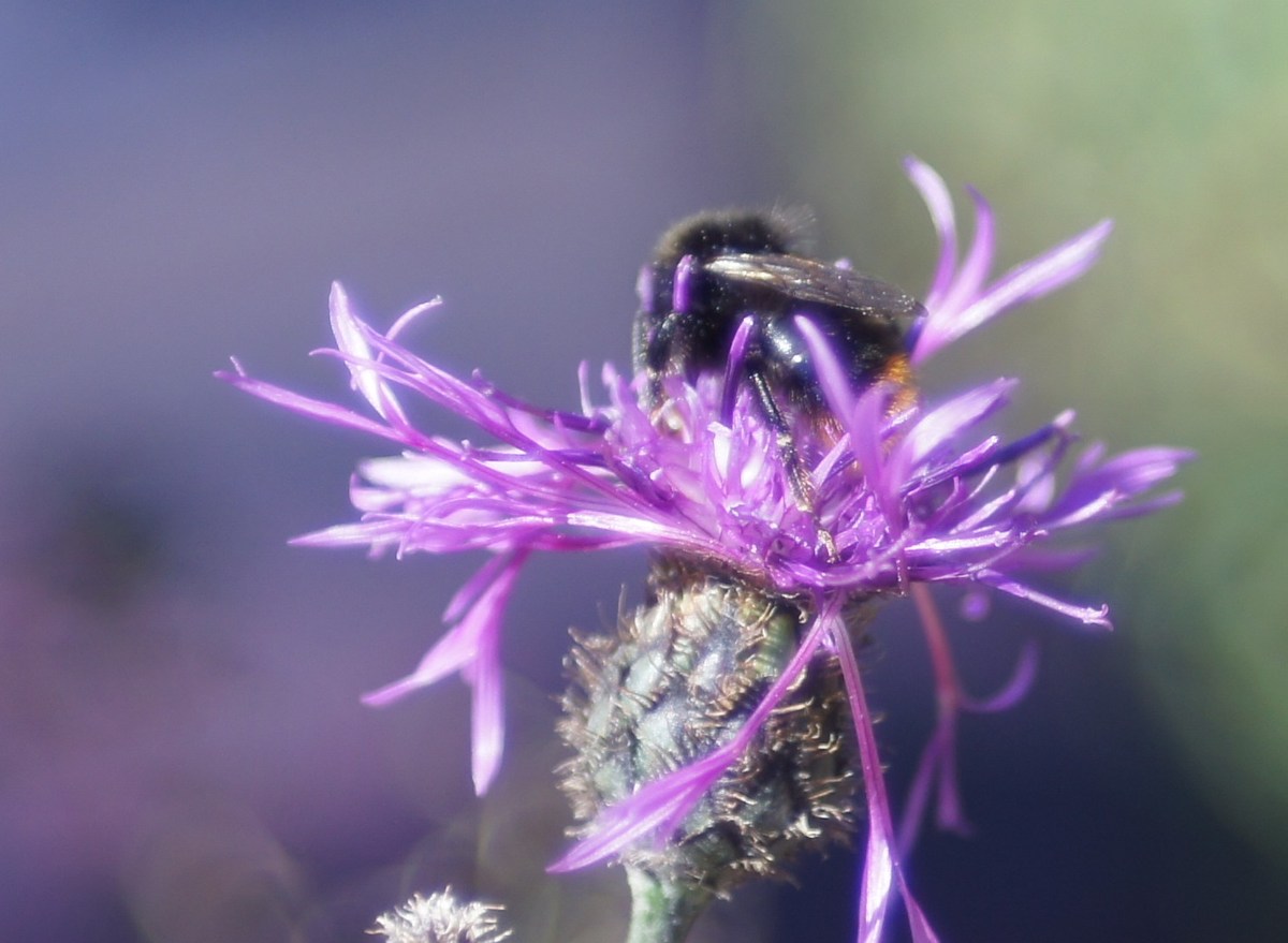  Шмель и цветок.