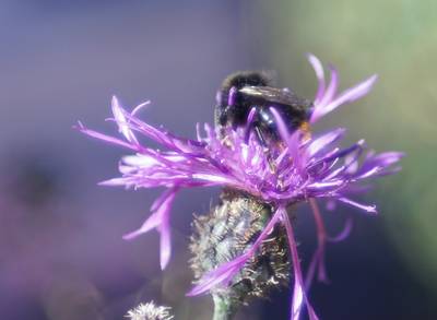 Шмель и цветок