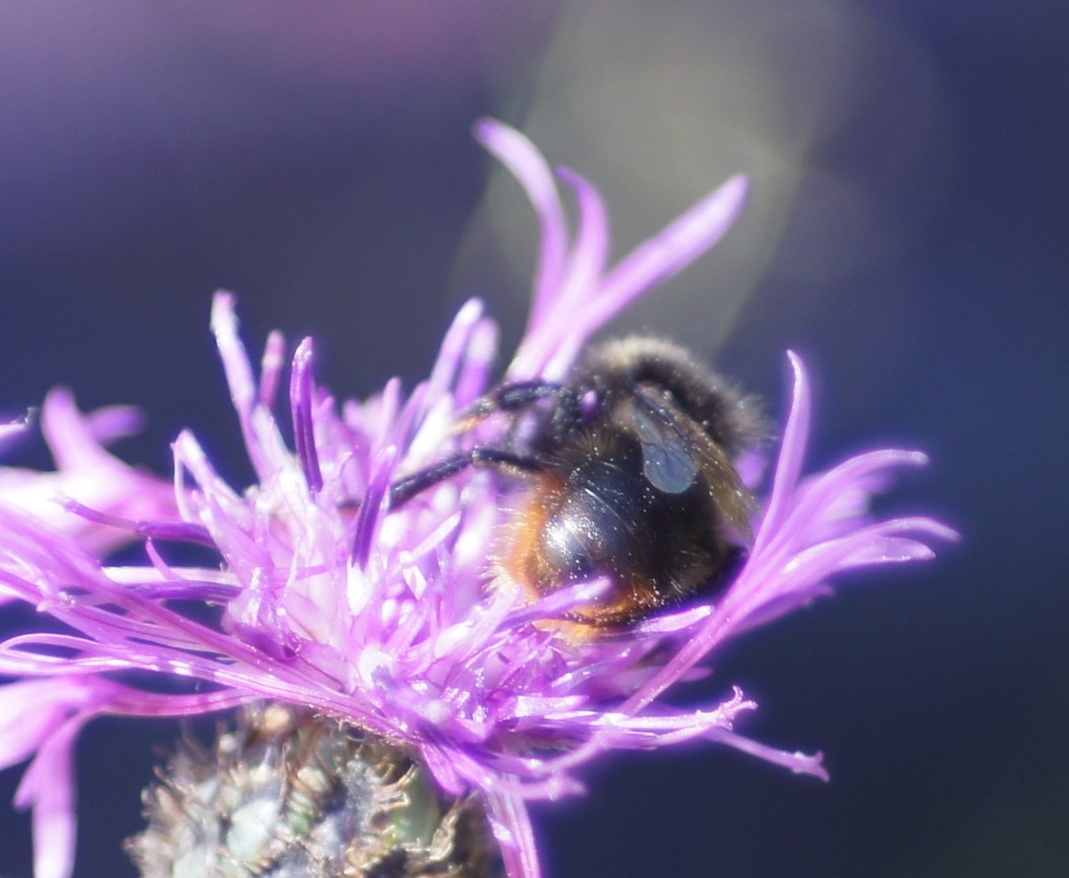  Шмель и цветок.