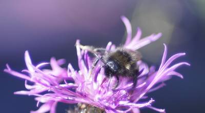 Шмель и цветок