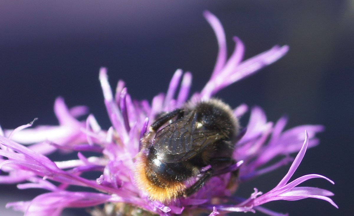  Шмель и цветок.