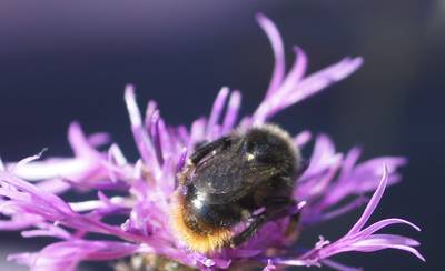 Шмель и цветок