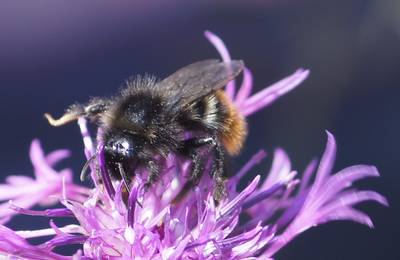 Шмель и цветок