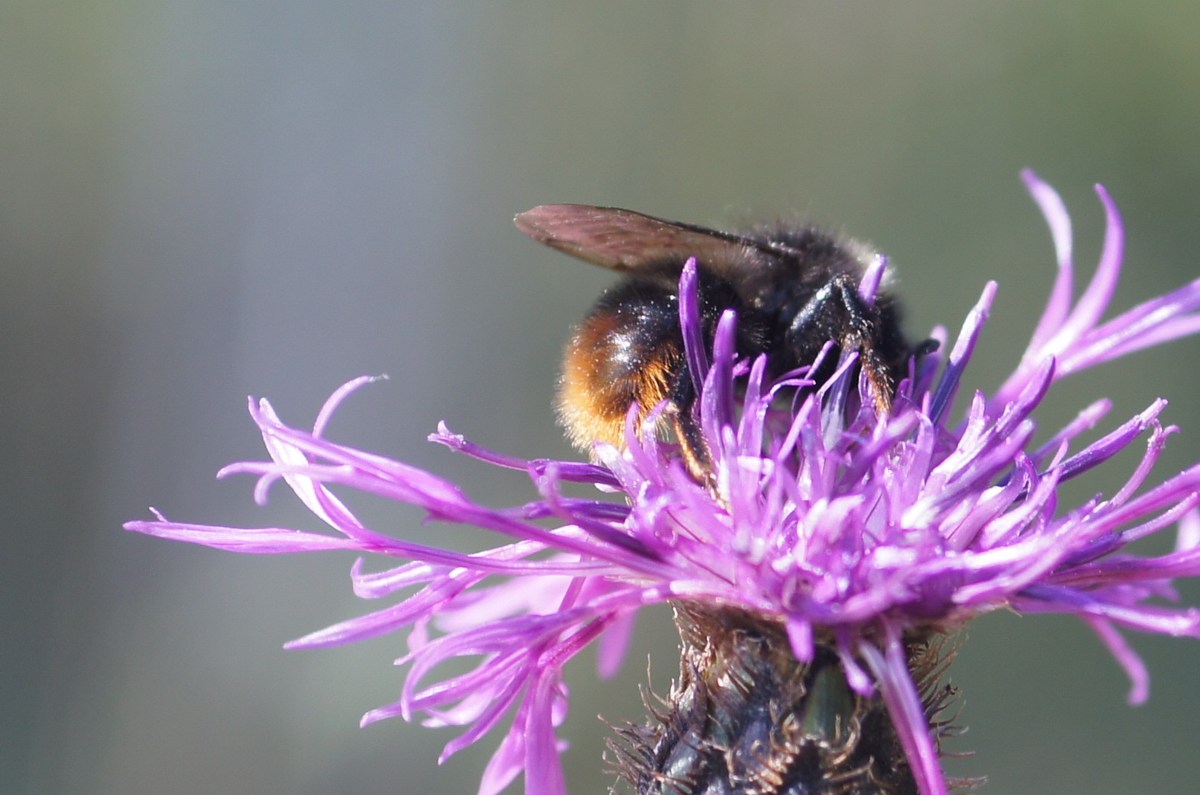  Шмель и цветок.