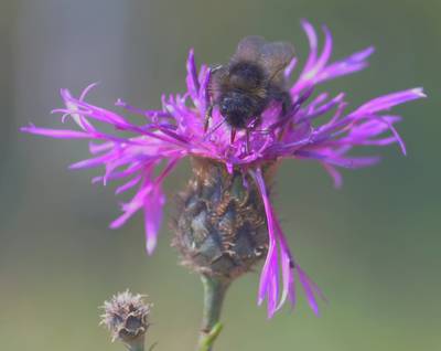 Шмель и цветок