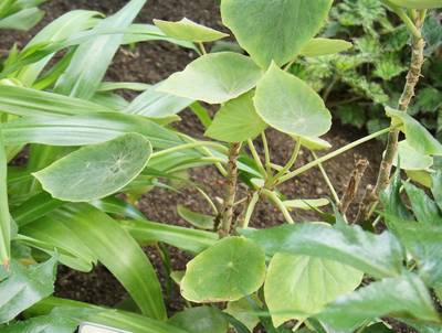 Tallinn Botanic Garden