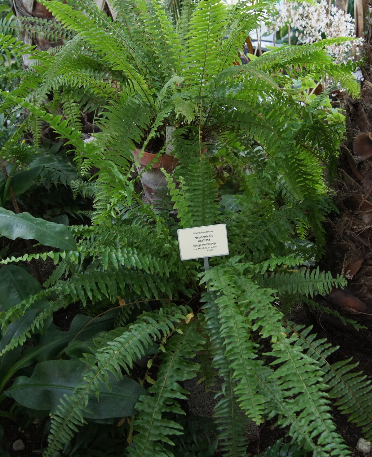 Nephrolepidaceae. Nephrolepis exaltata.  Tallinn Botanic Garden.