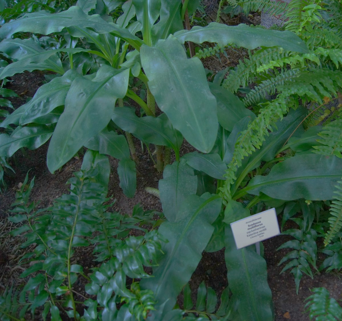 Amaryllidaceae. Scadoxus multiflorus.  Tallinn Botanic Garden.