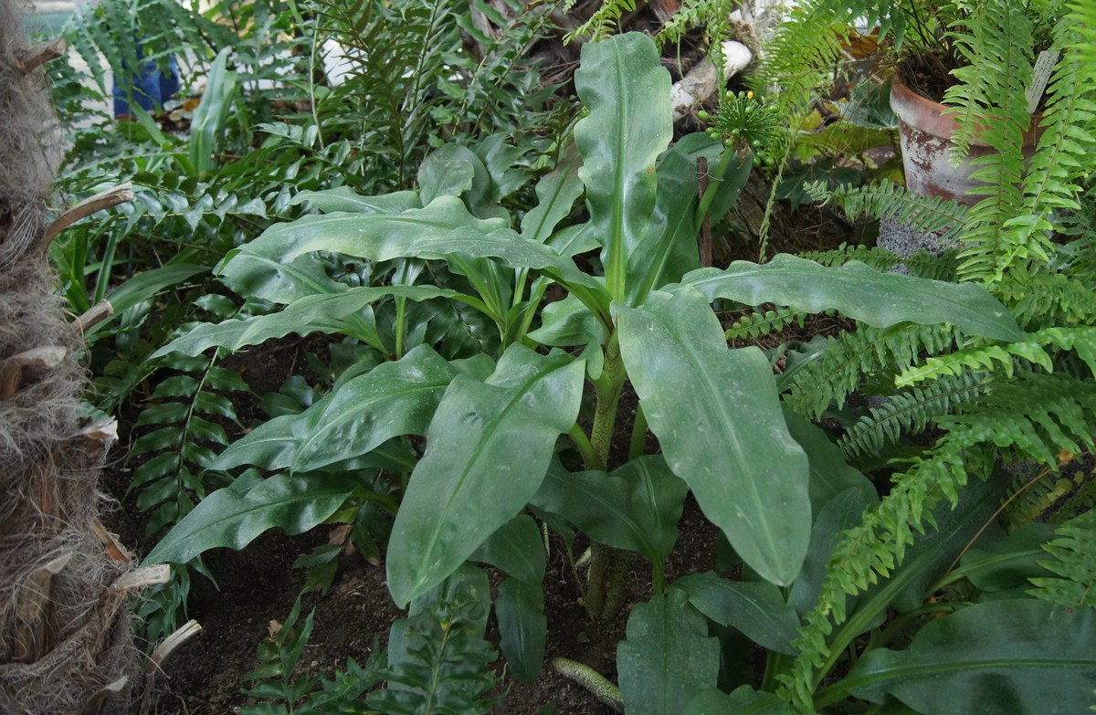 Amaryllidaceae. Scadoxus multiflorus.  Tallinn Botanic Garden.