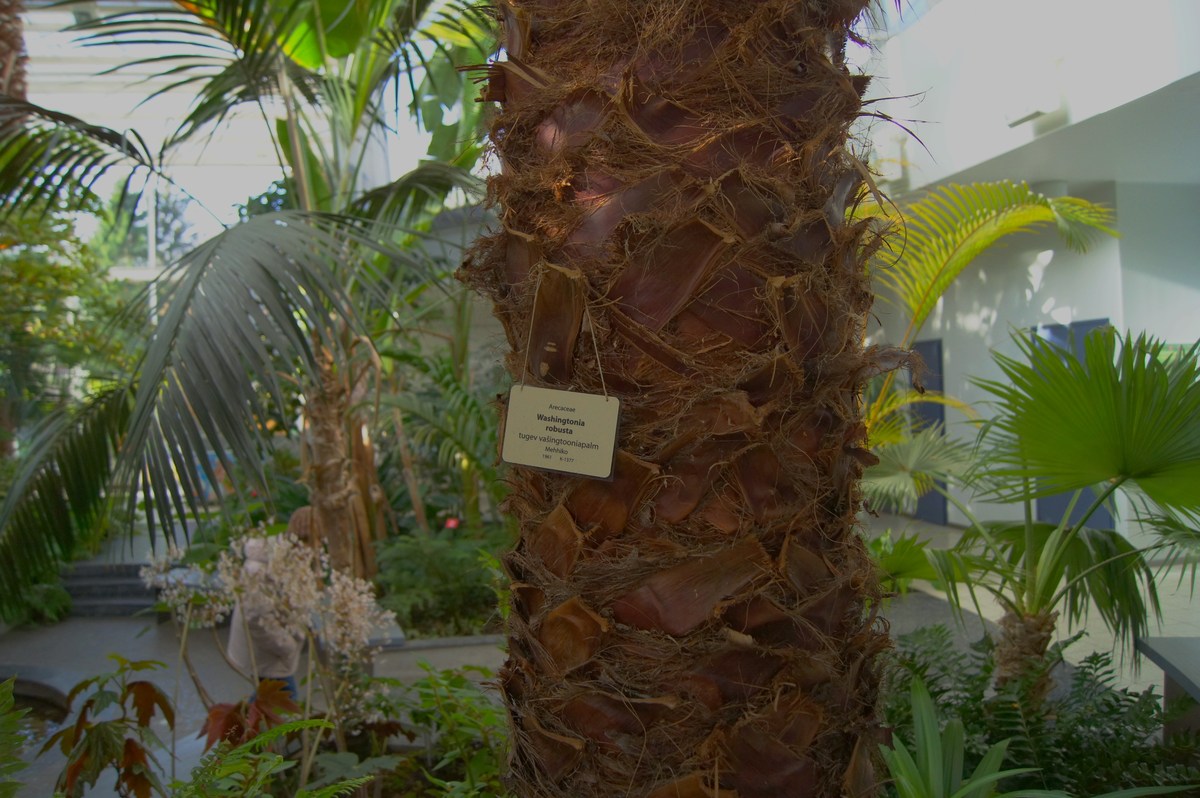 Arecaceae. Washingtonia robusta. Tallinn Botanic Garden.