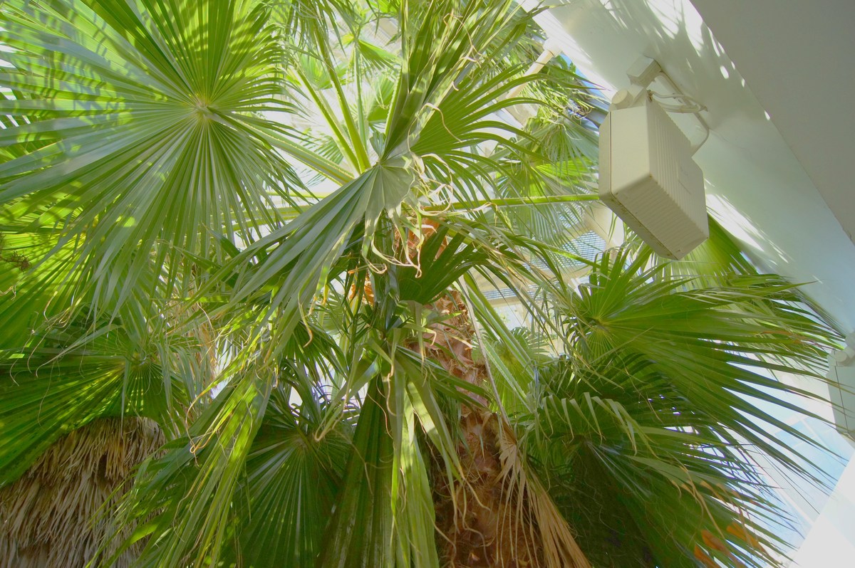 Arecaceae. Washingtonia robusta. Tallinn Botanic Garden.