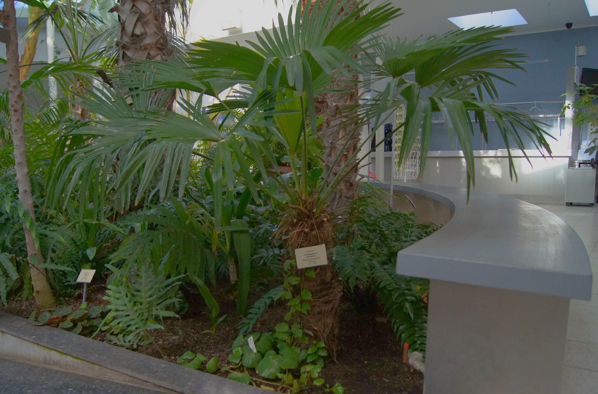 Trachycarpus martianus.  Tallinn Botanic Garden.