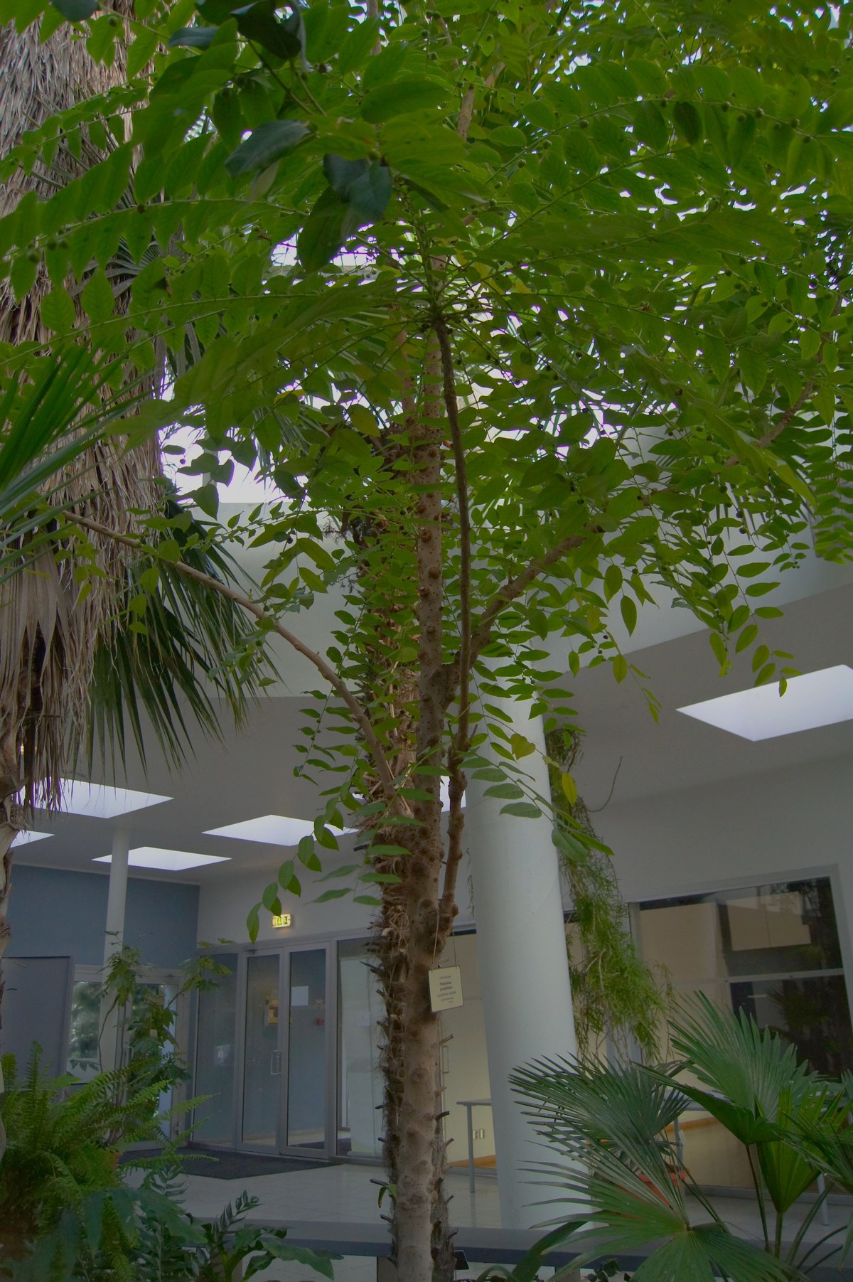 Phyllanthus grandifolius. Tallinn Botanic Garden.